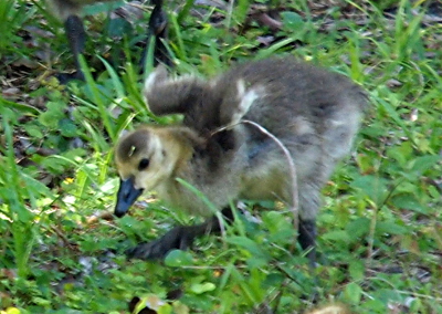 [Young gosling has its head stretched forward as it flips its tiny wing muscles in the air while standing in the grass. Its wings muscles are fur covered as the gosling is way to young to have feathers.]